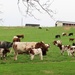 Cattle Community by digitalrn