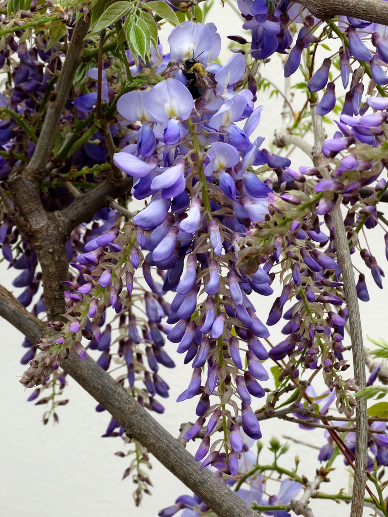 Wisteria and the Bumblebee  by khawbecker