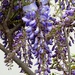 Wisteria and the Bumblebee  by khawbecker