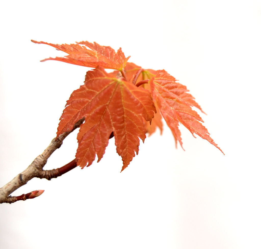 maple leaf  by francoise