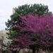 Colors of Spring by genealogygenie