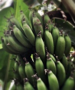 17th Apr 2014 - Green bananas 