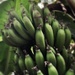 Green bananas  by goosemanning