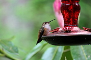 22nd Apr 2014 - Hummer taking a breather