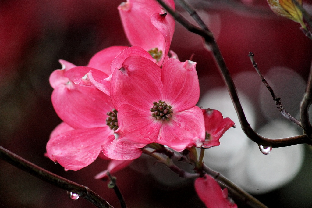 Pink Dogwood by jankoos