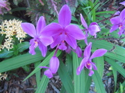 23rd Apr 2014 - Chinese Ground Orchids?