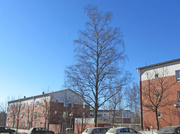 5th Apr 2014 - Birch tree IMG_8173 cropped