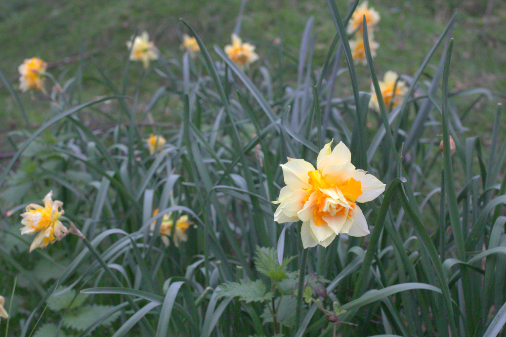 Wild, Easter daffodils by sabresun