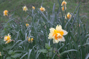 23rd Apr 2014 - Wild, Easter daffodils