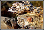 23rd Apr 2014 - Pacific Oysters