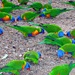 Lorikeets  by leestevo