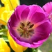 Tulips by harbie