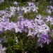 Pretty phlox by mittens