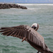 Pelican 'Hide & Seek' by stcyr1up