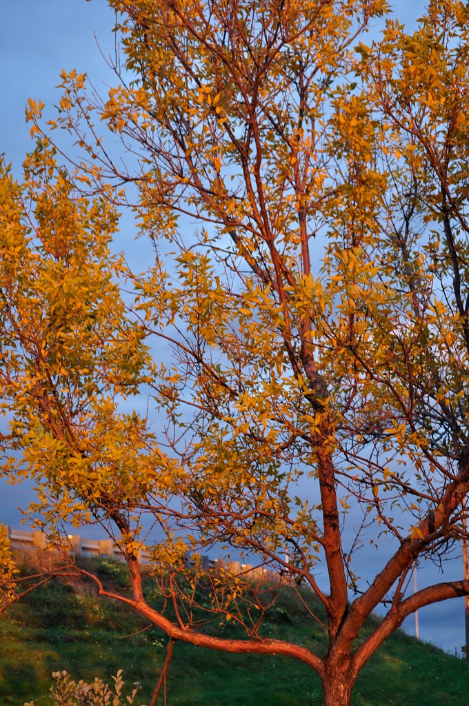 Autumn Trees by dora