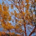 Autumn Trees by dora