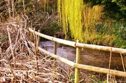 23rd Apr 2014 - A fence, a stream and a Willow