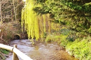23rd Apr 2014 - The stream and the Willow