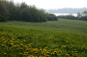 22nd Apr 2014 - Dandelions in a field