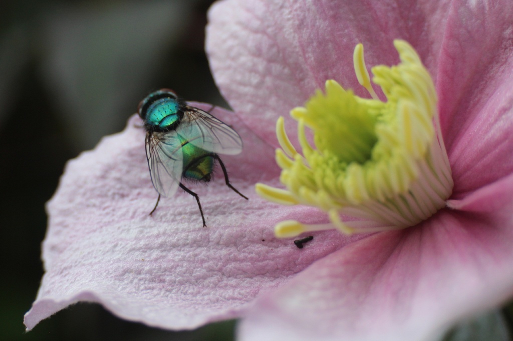 Green fly by judithg