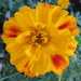 Marigold by kiwiflora