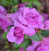 23rd Apr 2014 - Roses, Magnolia Gardens, Charleston, SC