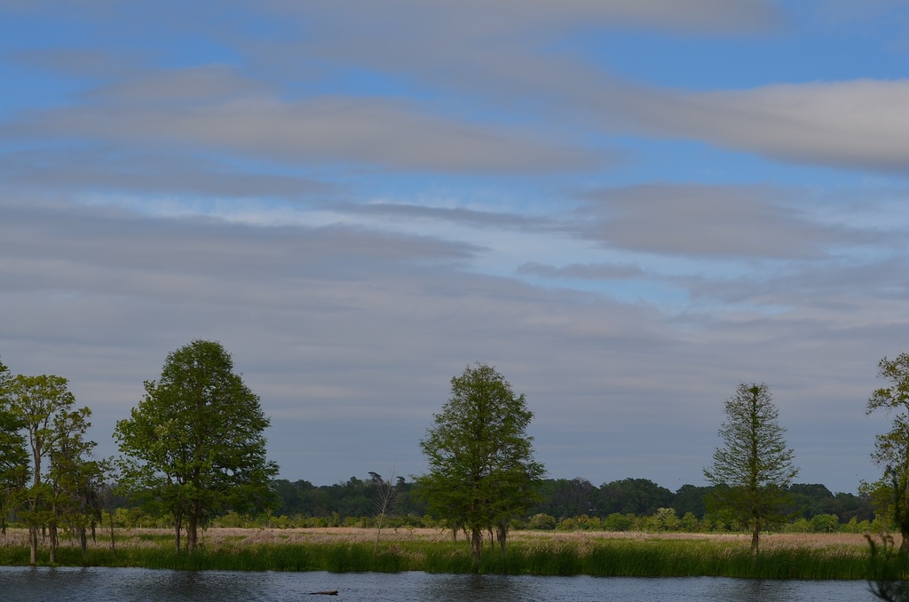 Wetlands looking toward the Ashley River, Magnolia Gardens, Charleston, SC by congaree