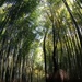 Bamboo Grove by emma1231