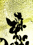 24th Apr 2014 - Sjena ruže
