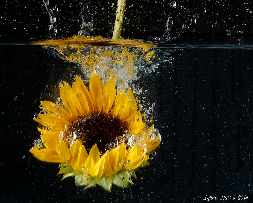 Dunking Sunflowers by lynne5477