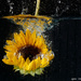 Dunking Sunflowers by lynne5477