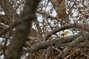 23rd Apr 2014 - Nesting