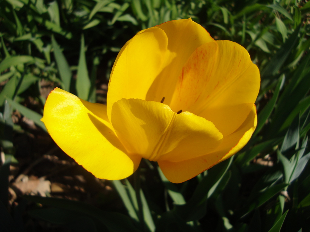 Tulip by mcsiegle