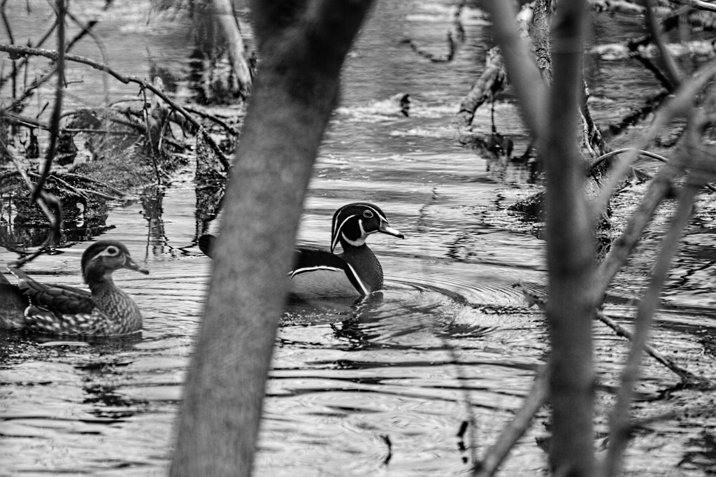 Wood Ducks by tosee