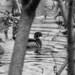Wood Ducks by tosee