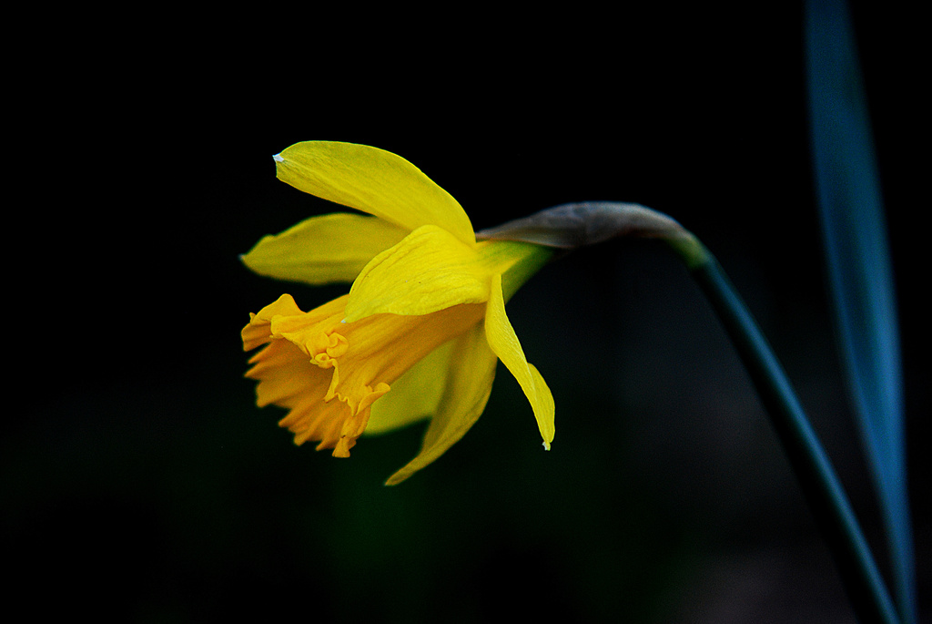 Daffodil! by fayefaye