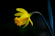 23rd Apr 2014 - Daffodil!