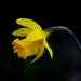 Daffodil! by fayefaye