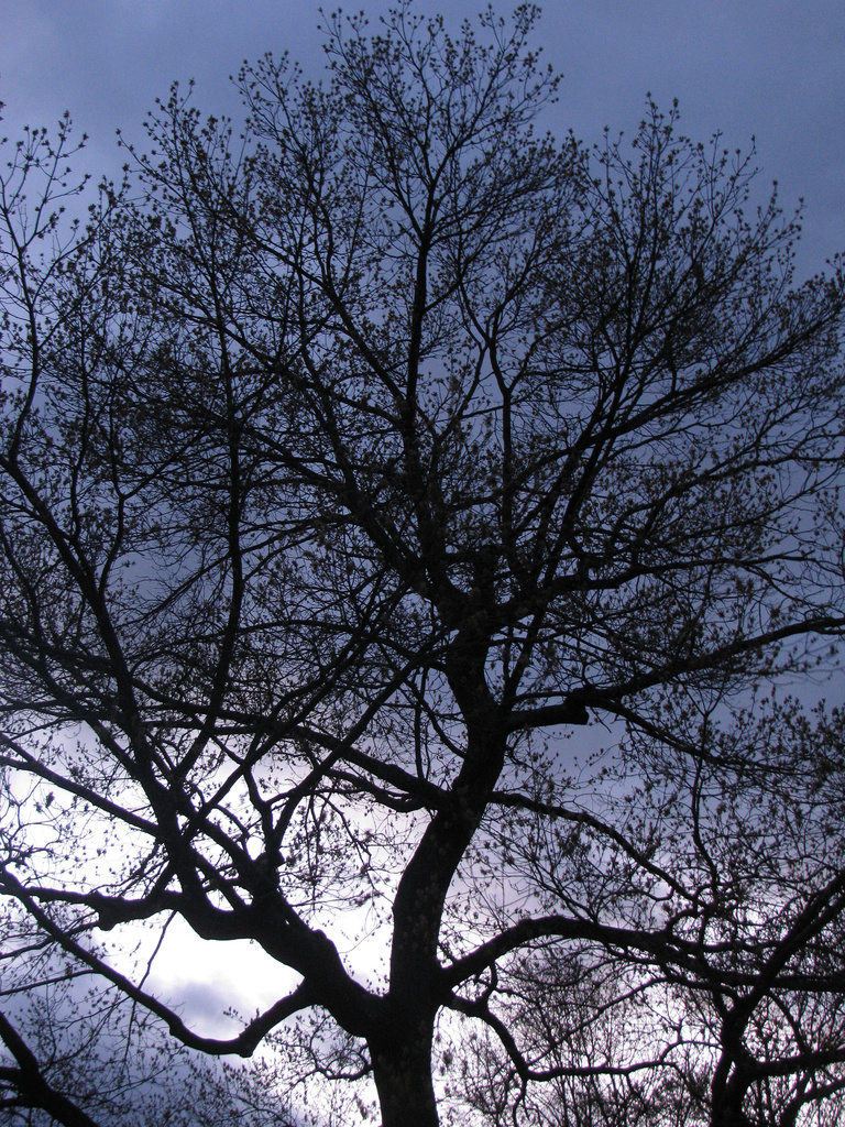 Tree at Dusk by april16