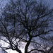 Tree at Dusk by april16