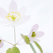 anemone on white by francoise