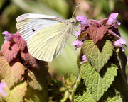 23rd Apr 2014 - Cabbage White