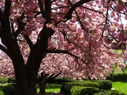 23rd Apr 2014 - Japanese Kwanzan Cherry Trees