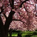 Japanese Kwanzan Cherry Trees by khawbecker