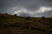 20th Apr 2014 - Lucky sheep by the track