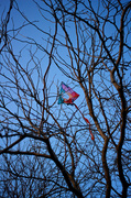 23rd Apr 2014 - The Kite-Eating Tree