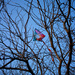 The Kite-Eating Tree by jyokota