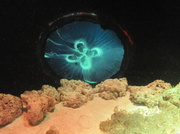 24th Apr 2014 - Electric Jellyfish.
