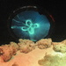 Electric Jellyfish. by happysnaps