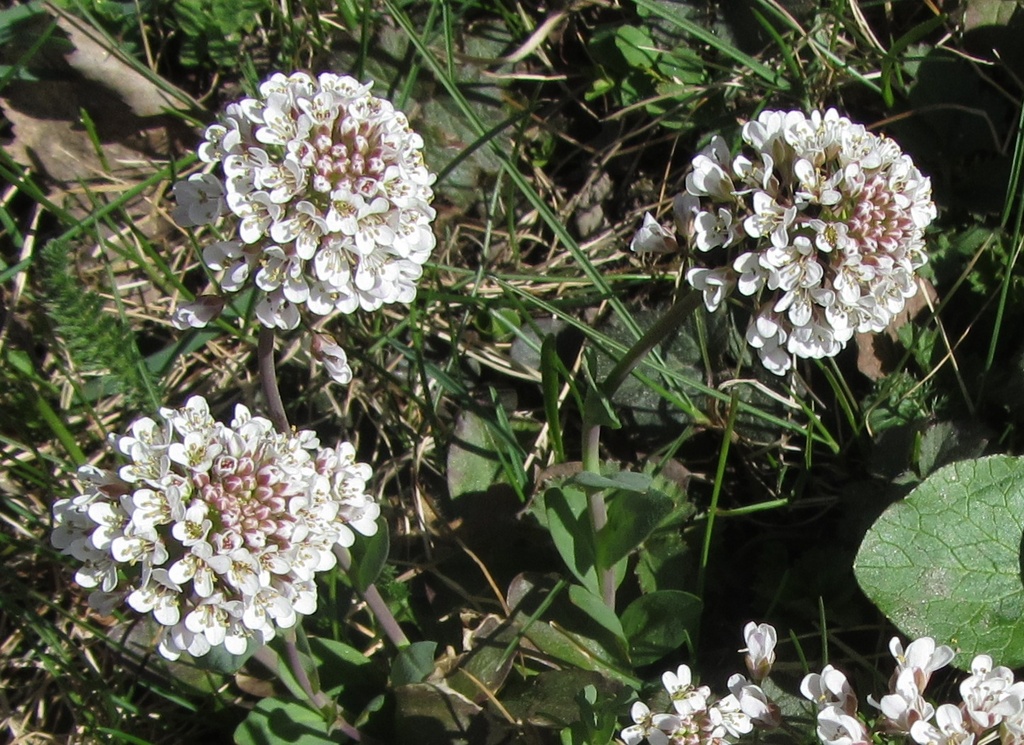 Alpine Pennycress (Thlaspi caerulescens) - Kevättaskuruoho, Backskärvfrö IMG_8885 crop by annelis
